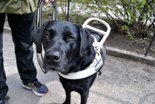 Bild på en svart labrador med ledarhundsele