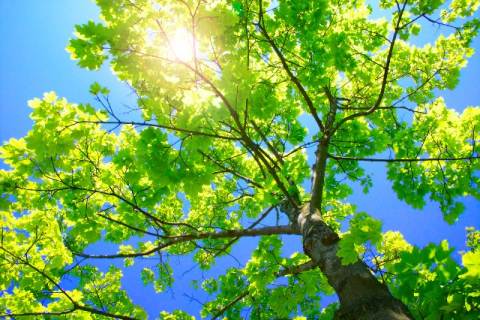 Blå himmel med solen som skiner genom bladen på en lönn